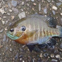 ブルーギル