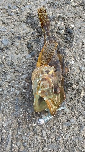 アナハゼの釣果