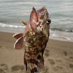 カサゴ