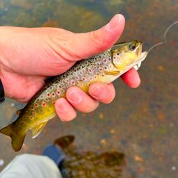 ブラウントラウト