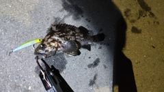 ソイの釣果