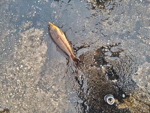 アイナメの釣果