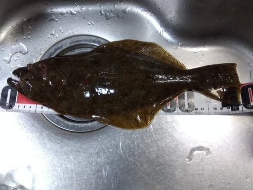 ヒラメの釣果