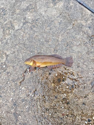 アイナメの釣果