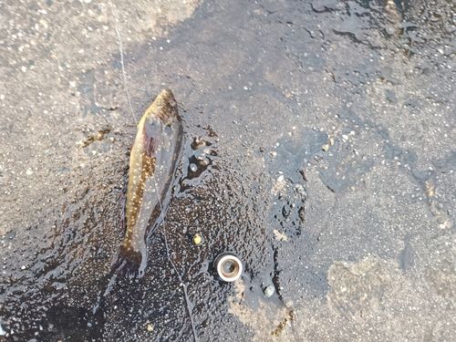 アイナメの釣果