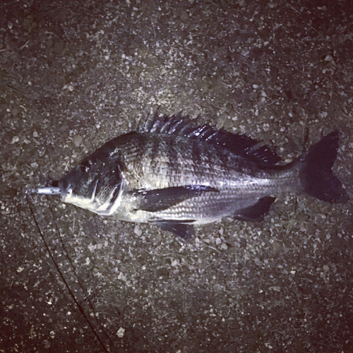 クロダイの釣果