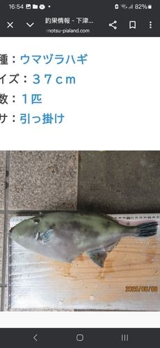 カワハギの釣果