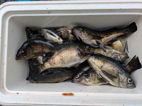 メバルの釣果