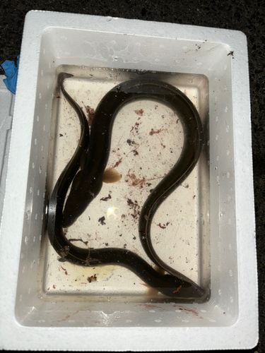 ウナギの釣果