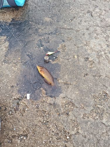 アイナメの釣果