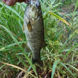 スモールマウスバス