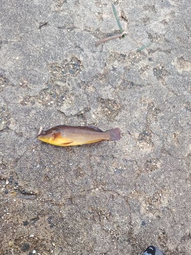 アイナメの釣果