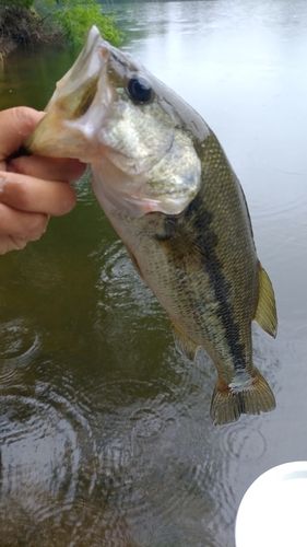 ヘラブナの釣果