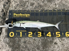 サゴシの釣果