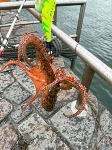 タコの釣果