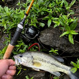 ラージマウスバス