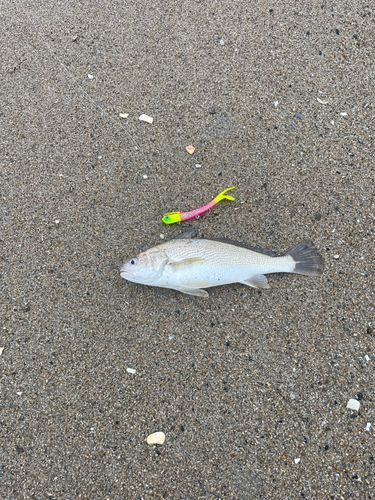 イシモチの釣果