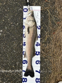 スズキの釣果