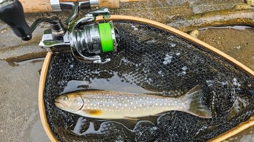 イワナの釣果