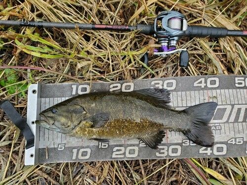 スモールマウスバスの釣果