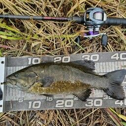 スモールマウスバス