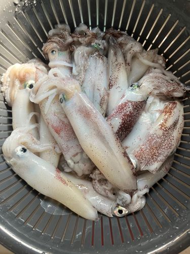 マメイカの釣果