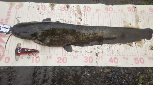 オフィスユーカリ(office eucalyptus) ぽち(ぽち) - アングラーズ