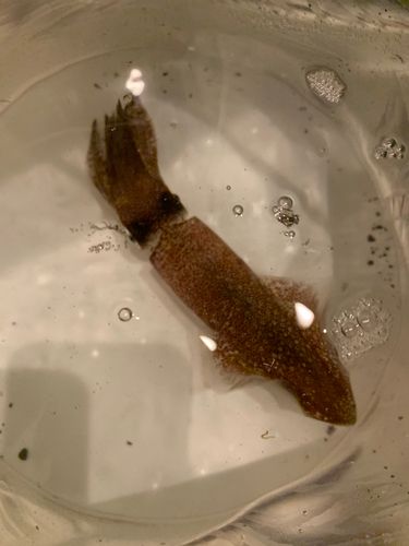 マメイカの釣果