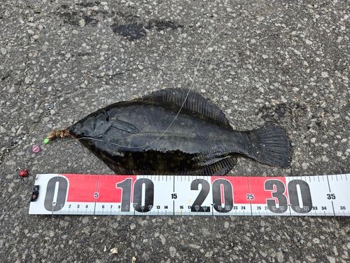 クロガシラガレイの釣果