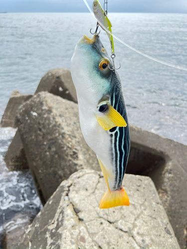 シマフグの釣果