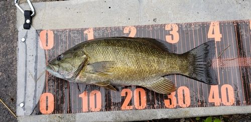 スモールマウスバスの釣果