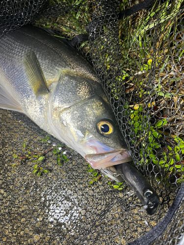 スズキの釣果