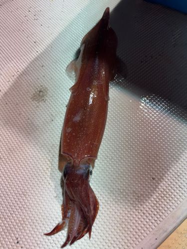 ケンサキイカの釣果