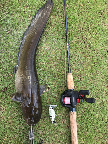 ニホンナマズの釣果