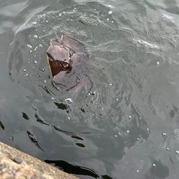 アカエイ