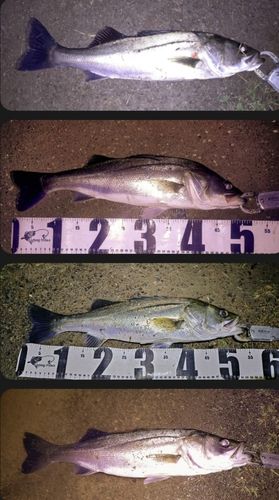シーバスの釣果