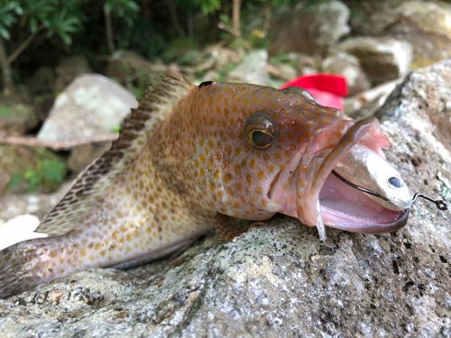 オオモンハタの釣果