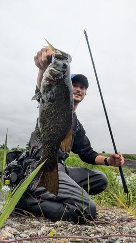 スモールマウスバスの釣果