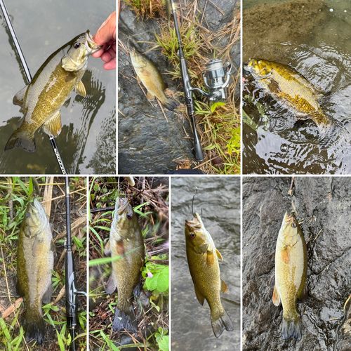 スモールマウスバスの釣果