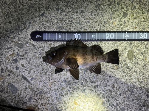 シロメバルの釣果