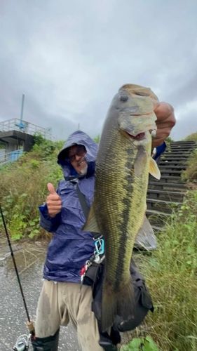 ラージマウスバスの釣果