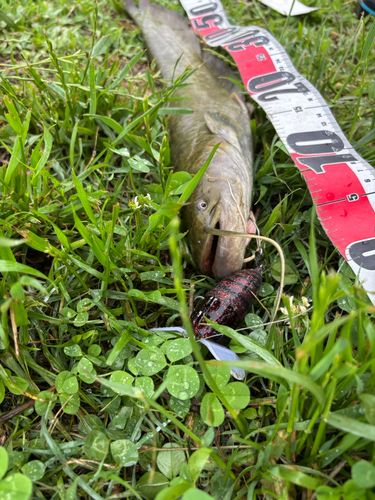 マナマズの釣果