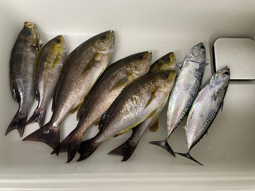 イサキの釣果