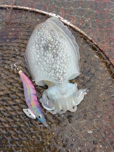 シリヤケイカの釣果