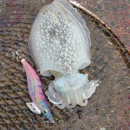 シリヤケイカ
