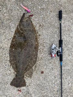 ヒラメの釣果