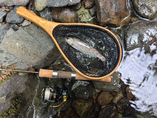 ヤマメの釣果