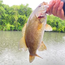 スモールマウスバス