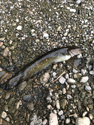 ナマズの釣果