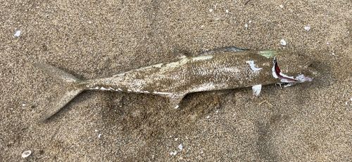 サゴシの釣果